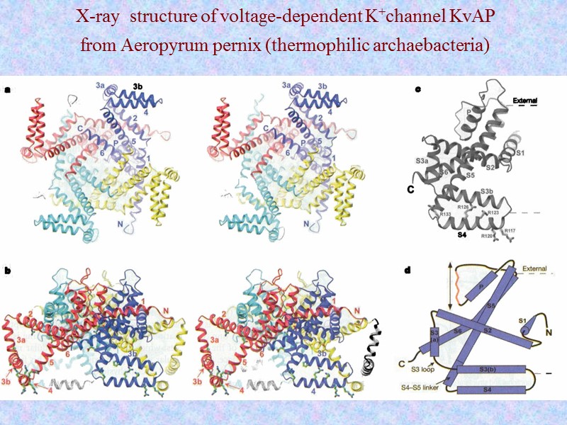 X-ray  structure of voltage-dependent K+channel KvAP  from Aeropyrum pernix (thermophilic archaebacteria)